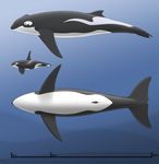  anus blue_eyes cetacean feral genital_slit male mammal marine model_sheet nude orca quin_the_whaleca slit tasuric whale 
