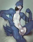  anthro avian balls beak biceps bird black_body blue_body blue_eyes blue_feathers blue_jay cock_ring collar darkgem erection feathers fnb humanoid_penis leash looking_at_viewer male muscles nude pecs penis plain_background pose presenting sitting smile solo thighs white_body white_feathers white_penis 