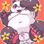  balls bear blush chubby flaccid flower looking_at_viewer male mammal moobs nipples panda pawpads penis sheath solo zapapanda 