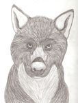  canine feral jhwhitewolfy mammal solo wolf 