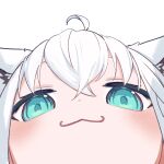  1girl :3 absurdres ahoge animal_ear_fluff animal_ears aqua_eyes close-up crossed_bangs double-parted_bangs fox_ears fox_girl fox_tail highres hololive hyde_(tabakko) looking_at_viewer pov shirakami_fubuki sidelocks simple_background solo tail virtual_youtuber white_background white_hair 