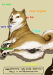  anatomically_correct anatomically_correct_pussy animal_genitalia anus butt canine canine_pussy dog doge english_text female feral humor imaajfpstnfo lol_comments looking_at_viewer lying mammal meme nude on_side parody presenting presenting_hindquarters presenting_pussy pussy shiba_inu solo text unknown_artist 