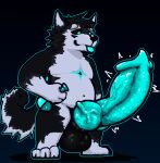  anthro balls belly big_balls big_penis black_body black_fur blue_hair canid canine canis domestic_dog fur genitals hair hi_res husky knot male mammal nordic_sled_dog penis potion potion_bottle short_stack solo spitz throbbing tongue tongue_out vein veiny_penis velvetdraw 