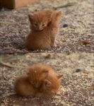 2014 ambiguous_gender cat cub cute duo eyes_closed feline fur ground hug lying mammal orange_fur real sitting young 