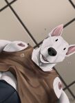  abs anthro bodily_fluids bulge bull_terrier canid canine canis domestic_dog hi_res hunting_dog julius_(tush) male mammal muscular muscular_male nipples pecs solo sweat teeth terrier tush_(artist) 