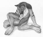  anthro autofellatio balls barefoot black_and_white canine erection four_toes greyscale honourwolf looking_at_viewer male mammal masturbation monochrome nude oral penis plain_background sheath solo traditional_media white_background wolf 