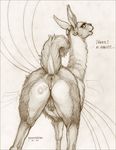  anatomically_correct anatomically_correct_pussy anus butt clitoris dialog ear_piercing ecmajor female feral llama looking_at_viewer looking_back nude piercing presenting presenting_hindquarters pussy raised_tail sketch solo text 