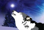  cool_colors hazdak howl mammal snow solo winter wolf 