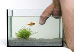  balls fish_tank goldfish gravel human penis pubes real underwater water 