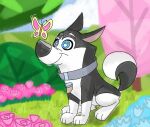  101_dalmatian_street 101_dalmatians arthropod black_body black_ears black_fur black_nose blue_collar blue_ears butterfly butterfly_on_nose canid canine canis collar danukistudio disney domestic_dog fang_necklace feral fur hansel_(101_dalmatians) hi_res husky insect lepidopteran male mammal nordic_sled_dog pointy_ears prick_ears spitz tail tail_tuft tuft white_body white_fur white_paws 