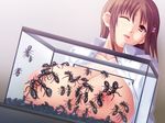  ant bestiality breasts brown_eyes cyclet formicophilia insect konchuu_kansatsu large_breasts nipples original schoolgirl 