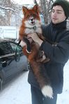  canine car fox human leash mammal photo real russia russian_text text tongue tongue_out 