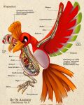  2022 4_toes ambiguous_gender anatomy anisodactyl beak beak_closed biological_illustration bone brain christopher_stoll claws copyright_name countershade_torso countershading cross_section english_text feathered_wings feathers feet feral front_view full-length_portrait furrowed_eyebrows generation_2_pokemon green_body green_feathers hi_res ho-oh legendary_pokemon looking_aside looking_down mouth_closed nintendo orange_beak orange_body orange_feathers organs paper_background pokemon pokemon_(species) pokenatomy portrait pupils realistic_wings red_body red_eyes red_feathers red_wings simple_background solo species_name spine spread_wings tail tail_feathers tan_background technical_illustration text toe_claws toes twitter_handle white_body white_countershading white_feathers white_sclera wings 