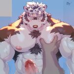 1:1 absurd_res accessory anthro barazoku biceps blush body_hair canid canine canis chest_hair duo embarrassed erection genitals grope headband hi_res horkeu_kamui_(tas) lifewonders male male/male mammal mixvariety muscular muscular_anthro muscular_male nipples pec_grab pecs penis tokyo_afterschool_summoners vein veiny_muscles wolf