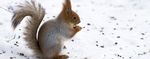  fur invalid_background low_res mammal nuts real rodent snow squirrel unknown_artist 