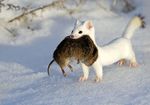  cute dead ermine fur mammal mouse mustelid outside pink_nose real rodent snow twig unknown_artist whiskers white_fur 