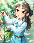  basket belt black_hair black_ribbon blue_dress brown_eyes dress flat_chest food fruit greenhouse hair_ribbon harvesting holding holding_food holding_fruit idolmaster idolmaster_cinderella_girls jpeg_artifacts leaf long_hair looking_at_viewer official_art plant ribbon shopping_basket solo strawberry tachibana_arisu 