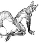  anthro blotch canine claws cum dripping erection fluffy_tail fox greyscale hindpaw kneeling looking_at_viewer male mammal monochrome pawpads paws penis plain_background sketch solo toe_claws white_background 
