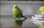  animated avian beak bird budgerigar explosion fire green_feathers humor meme paper parakeet running watermark wings 