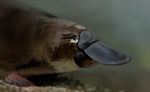 7ofdiamonds ambiguous_gender beak close-up feral fur platypus 