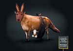  australia bovine caprine cattle costume english_text kangaroo mammal marsupial sheep text unknown_artist 