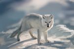  7ofdiamonds anatomically_correct arctic_fox canine feral fox mammal outside snow 