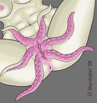  anus cephalopod cephalopussy clitoris female mentalist nipples nude octopussy plain_background pussy soft spread_legs spread_pussy spreading squid suction_cup tentacles what_has_science_done 