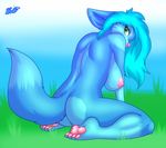  anthro big_breasts blue_fur breasts canine female fur grass hindpaw kilika kneeling looking_at_viewer looking_back mammal nipples nude outside paws plantigrade pussy skidd soles solo toes 