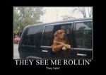  black_car brown_fur canine car dog feral fur mammal meme window 