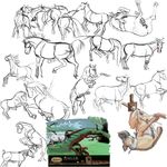  dog equine erection gdane horse mammal penis stallions 