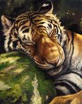  feline feral mammal outside rock sleeping stripes tess_garman tiger 