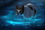  2019 blue_eyes domestic_cat felid feline felis feral mammal paws seanica solo 
