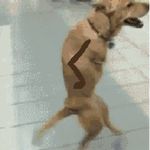  animated canine dog feral happy human jazz_hands low_res mammal meme real unknown_artist 