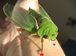  arthropod bugs idk insect ojohohig8yf6tyfyuiy8 random sexyness 