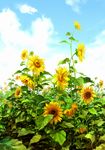  blue_sky cloud dated day flower leaf nature no_humans original outdoors realistic scenery signature sky sunflower zishanjiang 