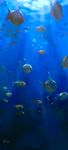  blue bubble fish hamster highres light no_humans ocean original saskia_gutekunst scenery signature swimming underwater water 