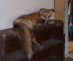  canine day fox mammal melting sticky warm 