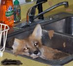  canine fox mammal melting paws puddle ron ronron smelly sticky 