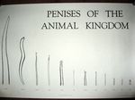  animal_genitalia bovine canine caprine cattle disembodied_penis dog elephant equine erection giraffe goat horse human hyena male mammal penis penises_of_the_animal_kingdom pig porcine porpoise ram unknown_artist whale 