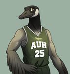  auh avian basketball beak biceps bird black_body brown_eyes clothing college edwin edwin_griega fba feathers goose grey_body grin hand_on_hip jersey male muscles pac pecs plain_background pose shirt shorts smile solo sport standing tank_top uniform vest 