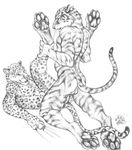  balls blotch clawing duo feline gay greyscale hindpaw legs_up leopard lying male mammal monochrome nude on_back pawpads paws tiger whiskers 