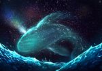  mammal night outside sea stars water whale 
