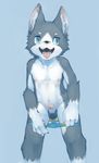  4_fingers anthro balls black_nose blue_background blue_eyes briefs canine erection kemoisumi male mammal nipples open_mouth penis plain_background solo teeth tongue underwear young 
