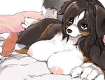  bernese_mountain_dog big_breasts breasts brown_hair canine censored claws dog duo erection faceless_male female first_person_view hair kikurage looking_at_viewer lying male mammal on_side penis saint_bernard straight 