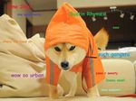  canine clothing dog doge eminem english_text fur furniture hoodie leash mammal meme shiba_inu text 