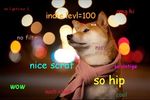  canine clothing dog doge fur mammal meme scarf shiba_inu 
