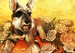  canine dog fur grey_fur haychel mammal roses schnauzer solo 