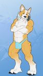  abs anthro biceps bulge canine chest_tuft claws clothed clothing corgi crossed_arms dog fur headphones looking_at_viewer male mammal muscles no_swift pawpads paws pecs skimpy solo speedo standing swimsuit tight_clothing toe_claws toned topless tuft 
