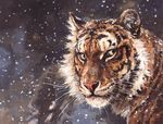  amber_eyes feline feral fur looking_at_viewer mammal outside snow solo tess_garman tiger whiskers 