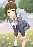  bad_id bad_pixiv_id bent_over blazer blue_skirt blush brown_hair buttons dandelion field flower flower_field grass green_eyes hair_bun hamaguchi_ayame hands_on_own_knees idolmaster idolmaster_cinderella_girls jacket kneehighs long_sleeves looking_at_viewer mizutamako neckerchief outdoors plaid plaid_skirt scarf school_uniform serafuku skirt smile solo tree 